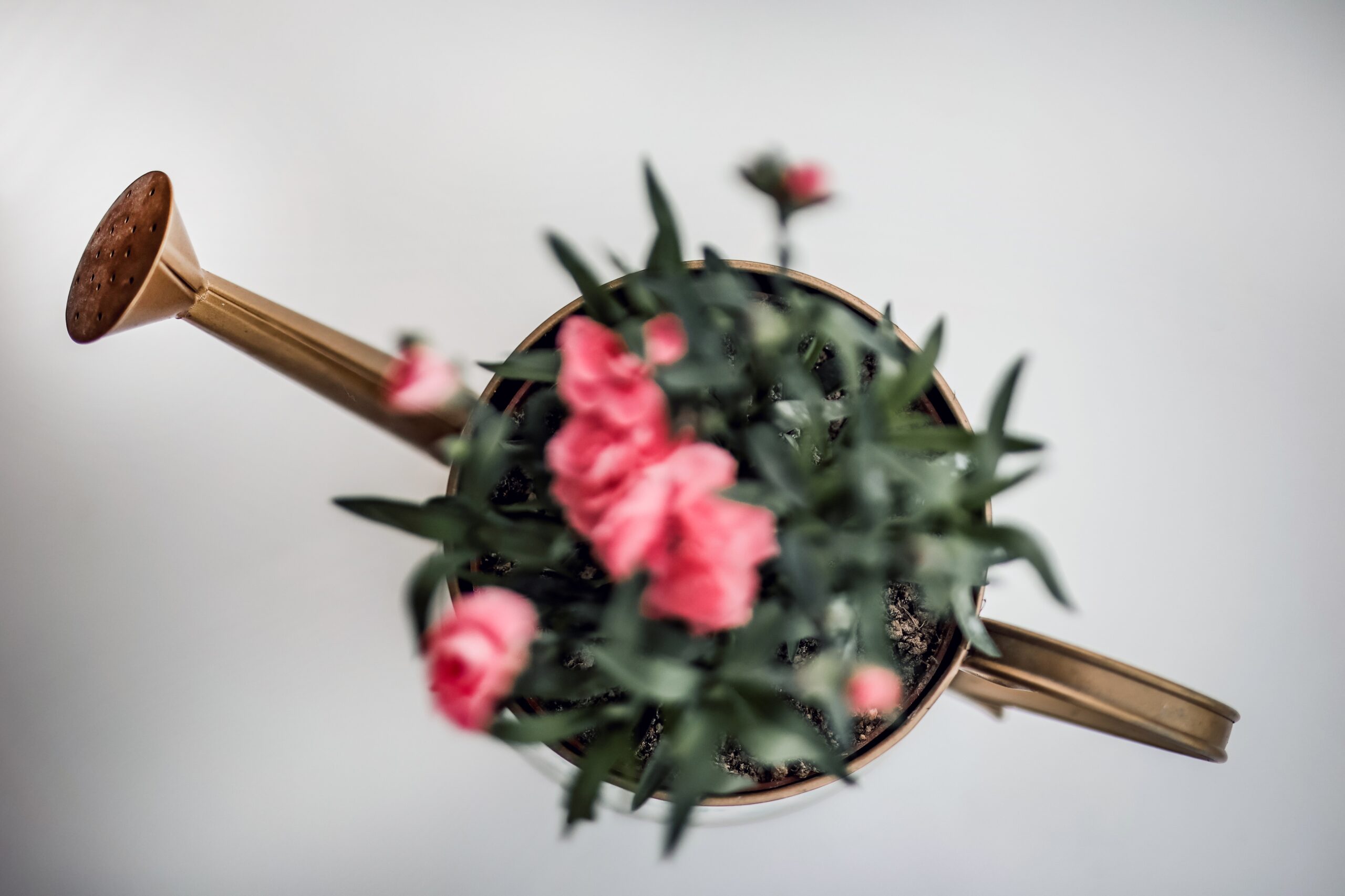 susnjevci,09.04.2024. glas knapic susnjevci,09.04.2024. glas knapic